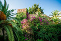 La Flora en la Alcazaba de Malaga